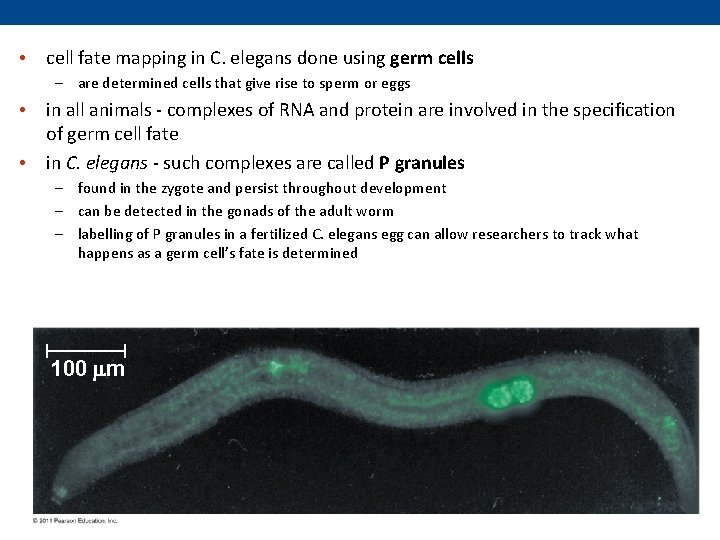  • cell fate mapping in C. elegans done using germ cells – are