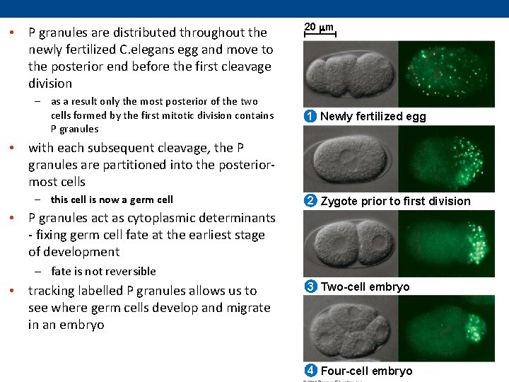 • P granules are distributed throughout the newly fertilized C. elegans egg and  • P granules are distributed throughout the newly fertilized C. elegans egg and