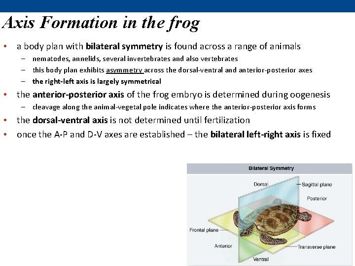 Axis Formation in the frog • a body plan with bilateral symmetry is found Axis Formation in the frog • a body plan with bilateral symmetry is found