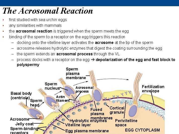 The Acrosomal Reaction • • first studied with sea urchin eggs any similarities with