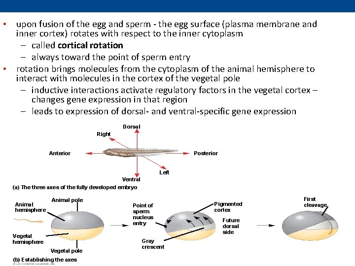  • upon fusion of the egg and sperm - the egg surface (plasma