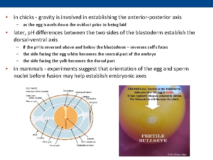  • in chicks - gravity is involved in establishing the anterior-posterior axis –