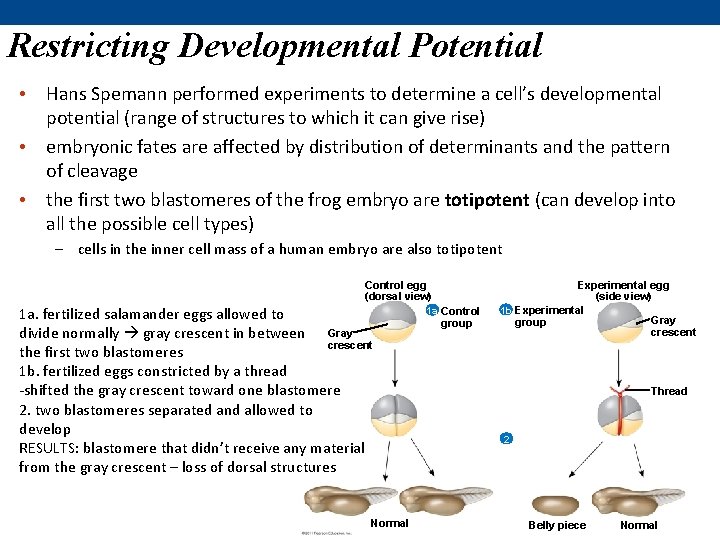 Restricting Developmental Potential • Hans Spemann performed experiments to determine a cell’s developmental potential