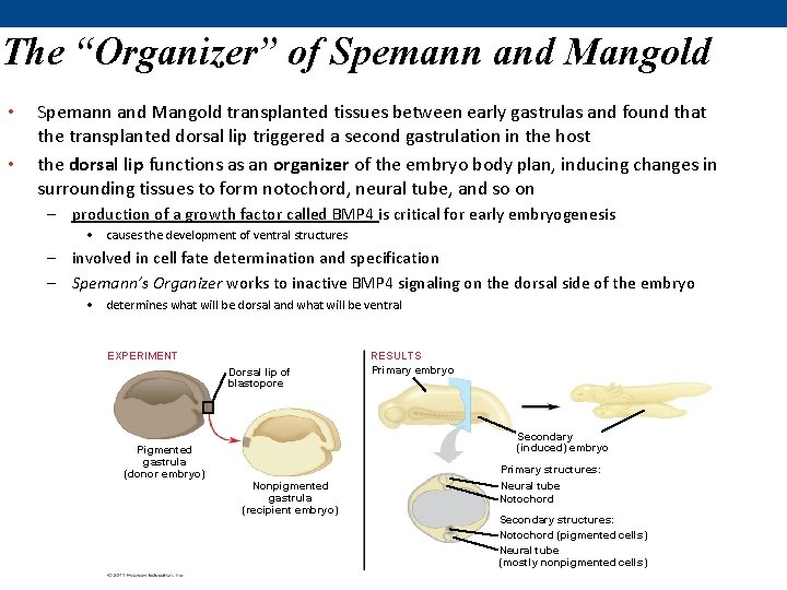 The “Organizer” of Spemann and Mangold • • Spemann and Mangold transplanted tissues between