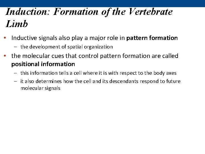 Induction: Formation of the Vertebrate Limb • Inductive signals also play a major role
