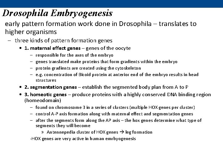 Drosophila Embryogenesis early pattern formation work done in Drosophila – translates to higher organisms