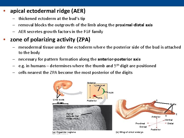 • apical ectodermal ridge (AER) – thickened ectoderm at the bud’s tip –  • apical ectodermal ridge (AER) – thickened ectoderm at the bud’s tip –