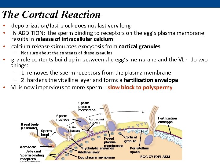 The Cortical Reaction • depolarization/fast block does not last very long • IN ADDITION: The Cortical Reaction • depolarization/fast block does not last very long • IN ADDITION: