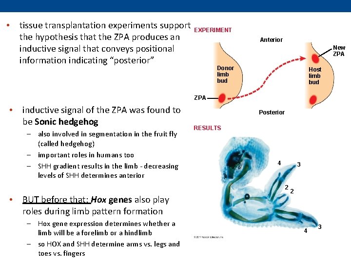  • tissue transplantation experiments support the hypothesis that the ZPA produces an inductive