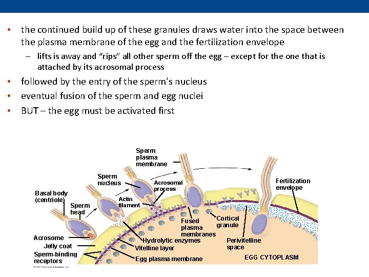 • the continued build up of these granules draws water into the space  • the continued build up of these granules draws water into the space