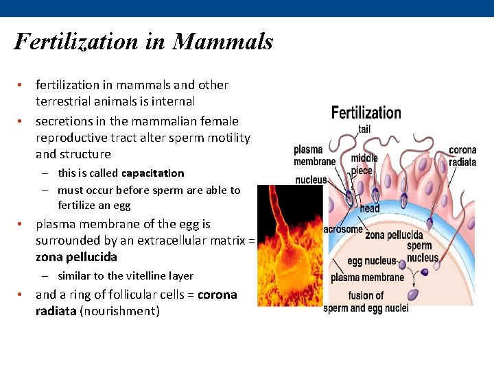 Fertilization in Mammals • fertilization in mammals and other terrestrial animals is internal •