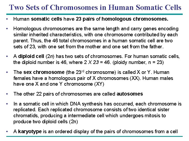Two Sets of Chromosomes in Human Somatic Cells • Human somatic cells have 23