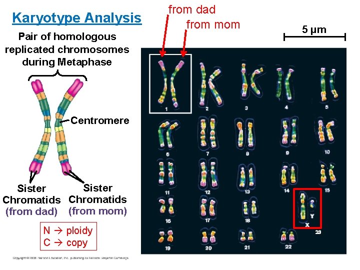 Karyotype Analysis Pair of homologous replicated chromosomes during Metaphase from dad from mom 5