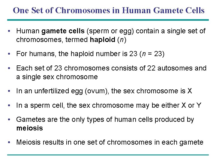 One Set of Chromosomes in Human Gamete Cells • Human gamete cells (sperm or