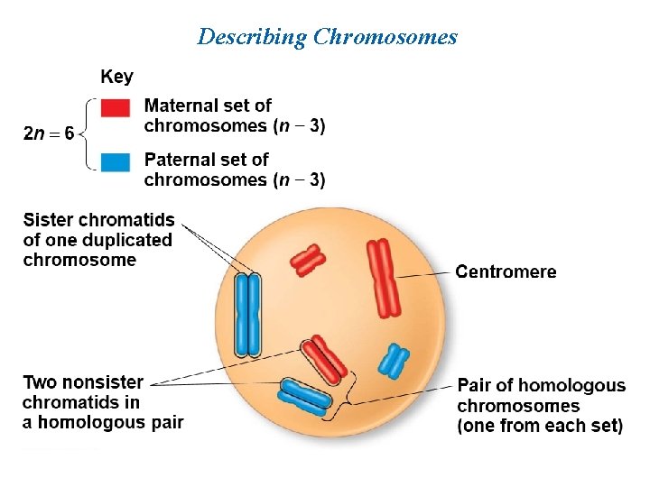 Describing Chromosomes 