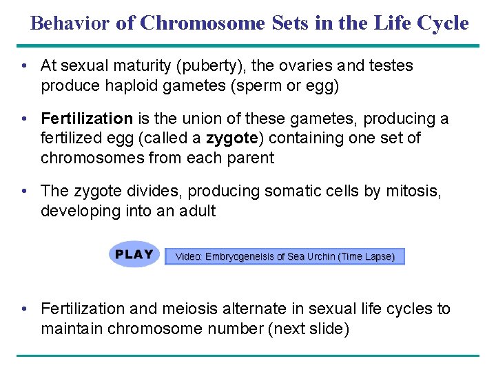 Behavior of Chromosome Sets in the Life Cycle • At sexual maturity (puberty), the