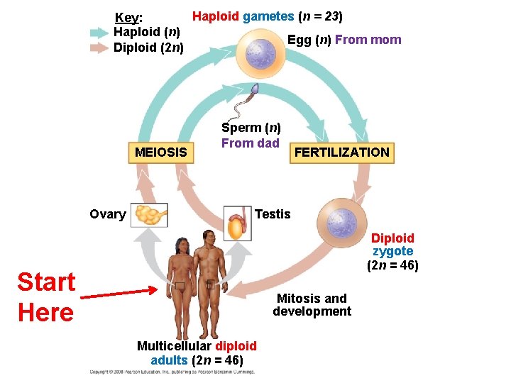 Haploid gametes (n = 23) Key: Haploid (n) Egg (n) From mom Diploid (2