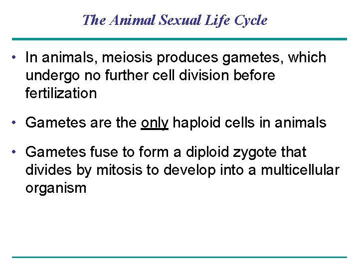 The Animal Sexual Life Cycle • In animals, meiosis produces gametes, which undergo no