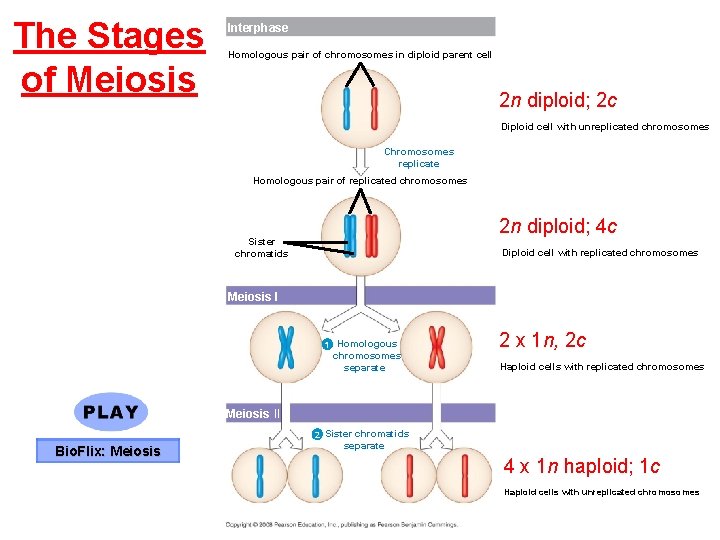 The Stages of Meiosis Interphase Homologous pair of chromosomes in diploid parent cell 2