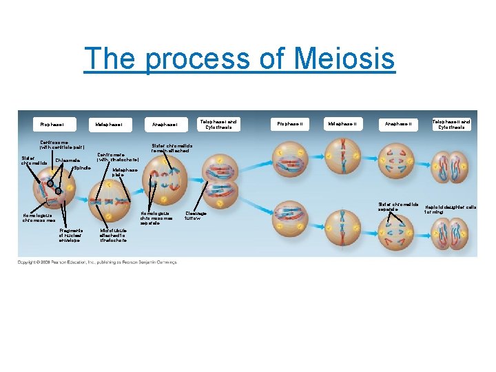 The process of Meiosis Metaphase I Prophase I Centrosome (with centriole pair) Sister chromatids