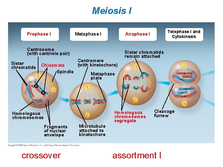 Meiosis I Prophase I Metaphase I Centrosome (with centriole pair) Sister chromatids Centromere (with