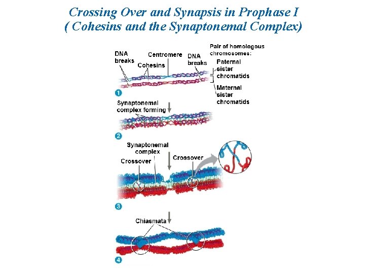 Crossing Over and Synapsis in Prophase I ( Cohesins and the Synaptonemal Complex) 