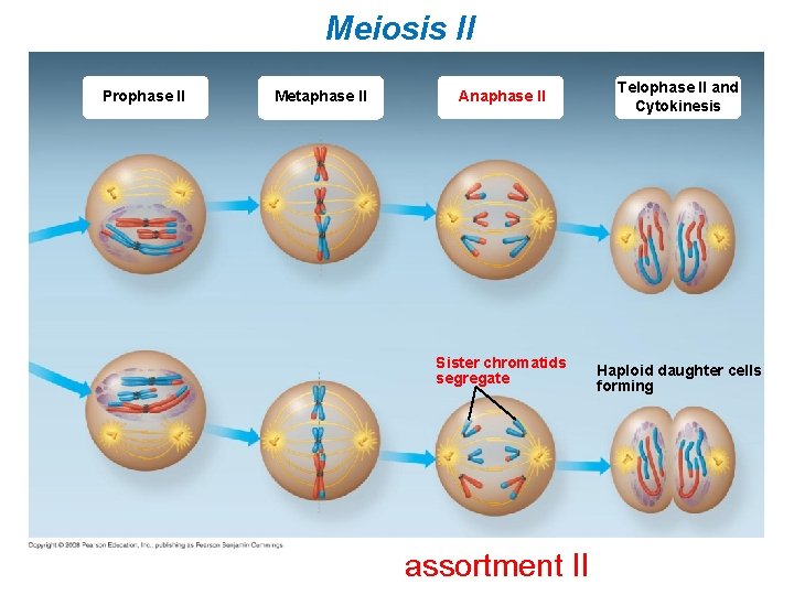 Meiosis II Prophase II Metaphase II Anaphase II Telophase II and Cytokinesis Sister chromatids