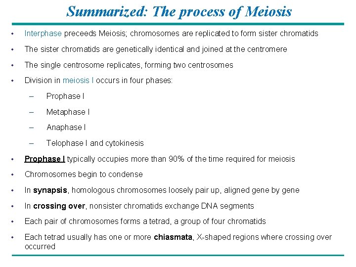 Summarized: The process of Meiosis • Interphase preceeds Meiosis; chromosomes are replicated to form