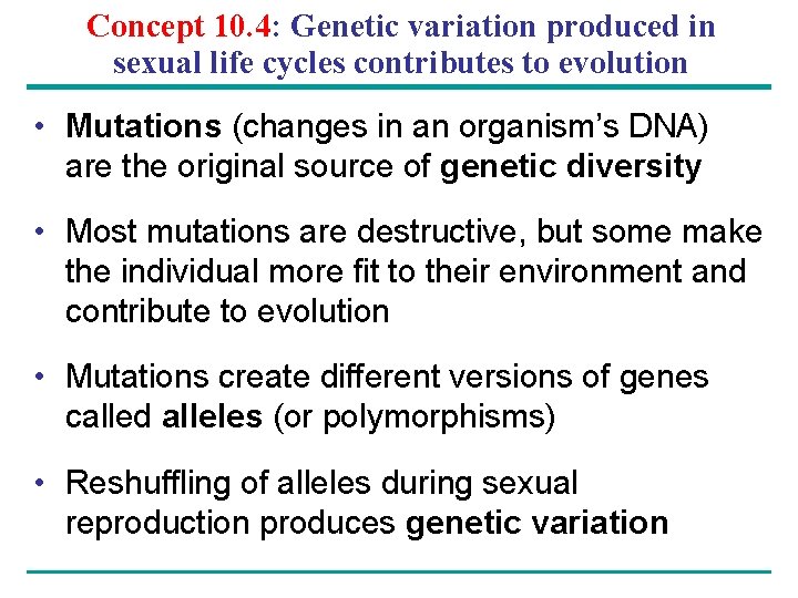 Concept 10. 4: Genetic variation produced in sexual life cycles contributes to evolution •