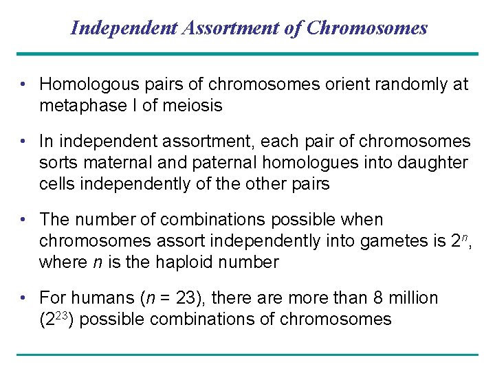 Independent Assortment of Chromosomes • Homologous pairs of chromosomes orient randomly at metaphase I