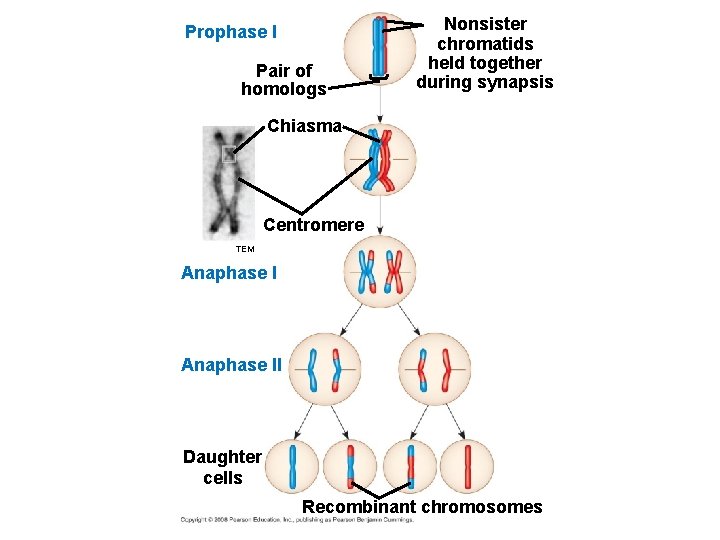 Prophase I Pair of homologs Nonsister chromatids held together during synapsis Chiasma Centromere TEM