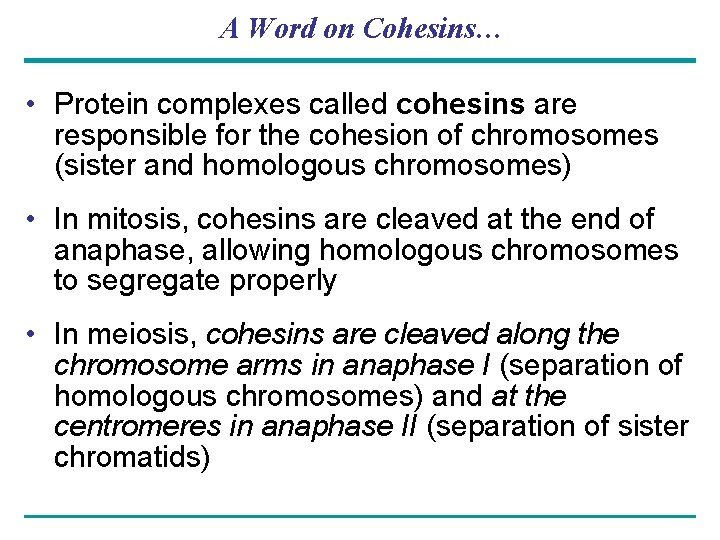A Word on Cohesins… • Protein complexes called cohesins are responsible for the cohesion
