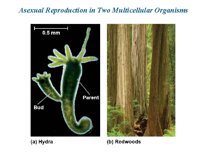 Asexual Reproduction in Two Multicellular Organisms 