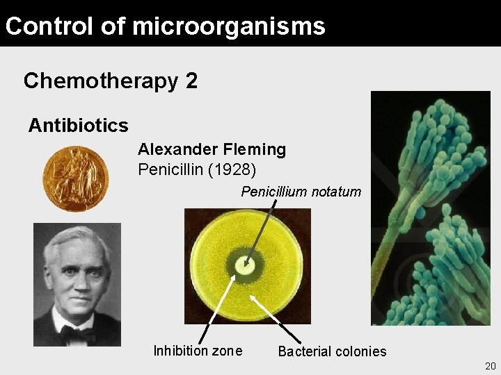Control of microorganisms Chemotherapy 2 Antibiotics Alexander Fleming Penicillin (1928) Penicillium notatum Inhibition zone