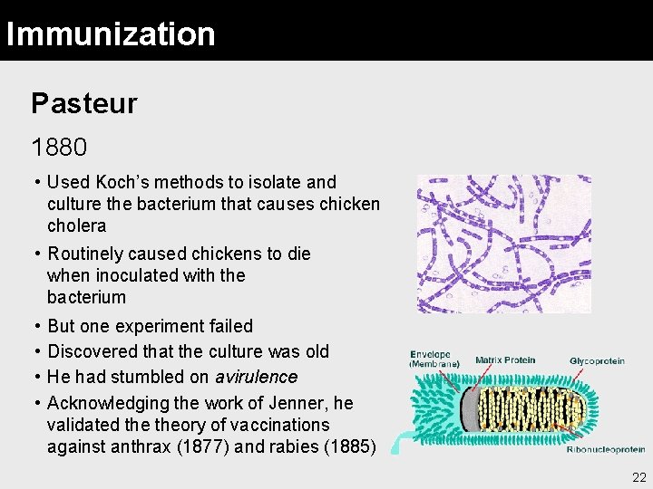 Immunization Pasteur 1880 • Used Koch’s methods to isolate and culture the bacterium that