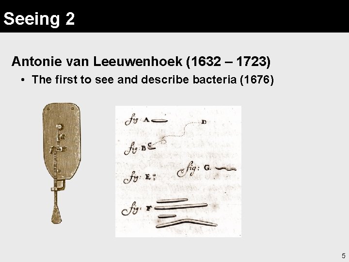 Seeing 2 Antonie van Leeuwenhoek (1632 – 1723) • The first to see and