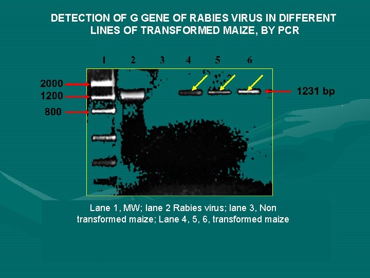 DETECTION OF G GENE OF RABIES VIRUS IN DIFFERENT LINES OF TRANSFORMED MAIZE, BY