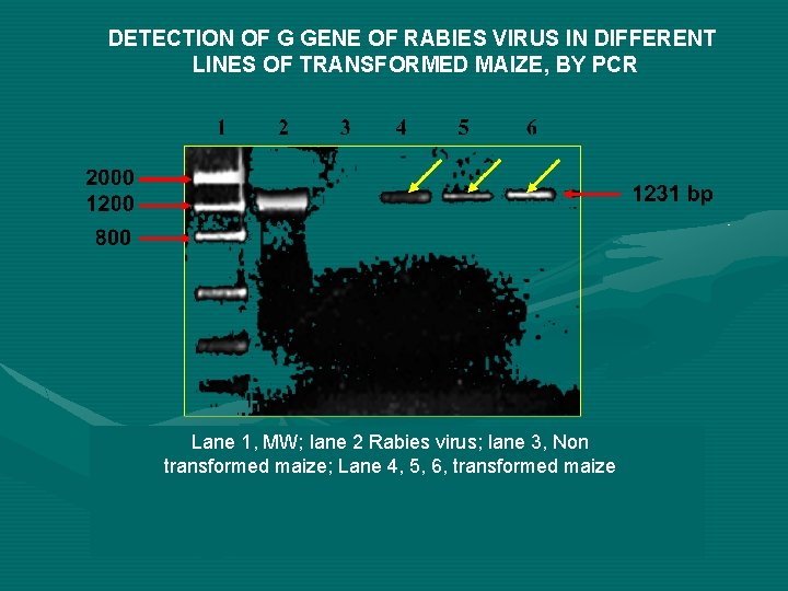 DETECTION OF G GENE OF RABIES VIRUS IN DIFFERENT LINES OF TRANSFORMED MAIZE, BY DETECTION OF G GENE OF RABIES VIRUS IN DIFFERENT LINES OF TRANSFORMED MAIZE, BY
