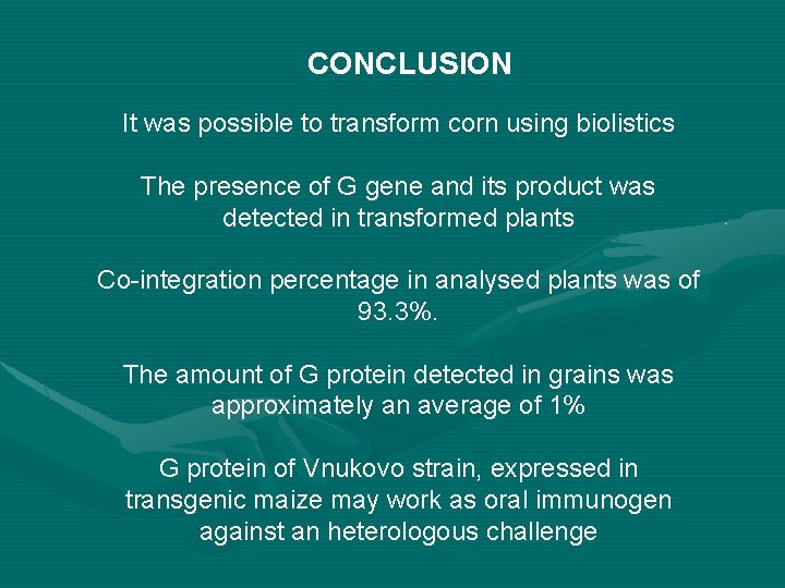 CONCLUSION It was possible to transform corn using biolistics The presence of G gene CONCLUSION It was possible to transform corn using biolistics The presence of G gene
