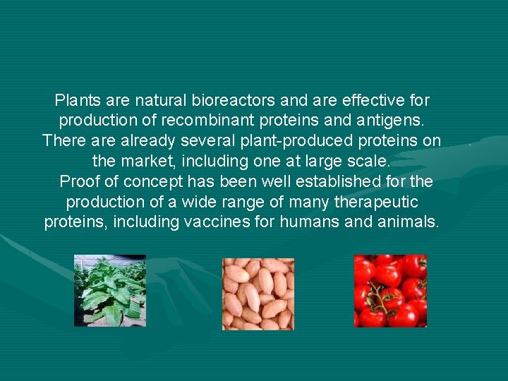 Plants are natural bioreactors and are effective for production of recombinant proteins and antigens. Plants are natural bioreactors and are effective for production of recombinant proteins and antigens.