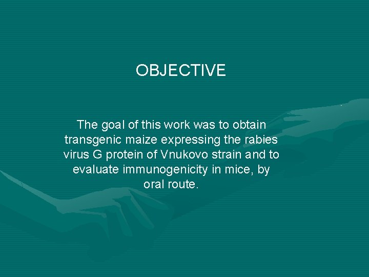 OBJECTIVE The goal of this work was to obtain transgenic maize expressing the rabies OBJECTIVE The goal of this work was to obtain transgenic maize expressing the rabies