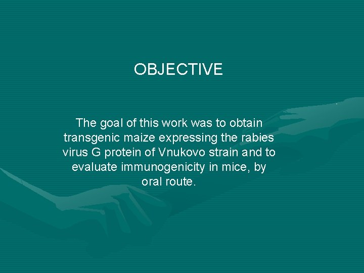 OBJECTIVE The goal of this work was to obtain transgenic maize expressing the rabies