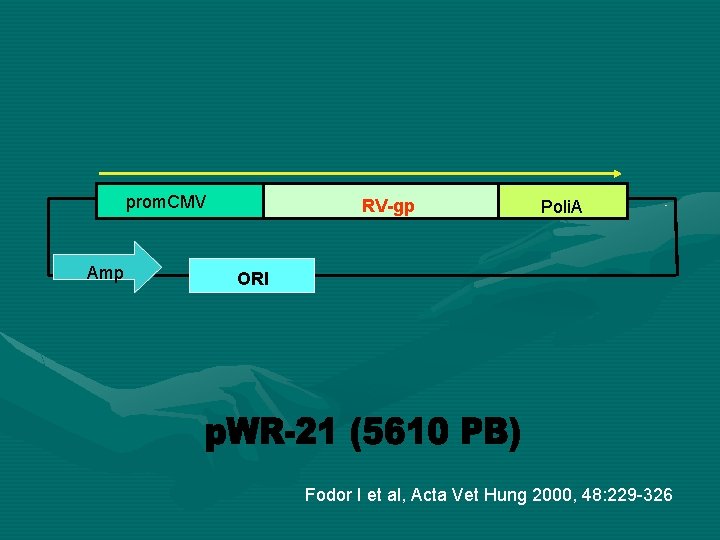 prom. CMV Amp RV-gp Poli. A ORI Fodor I et al, Acta Vet Hung