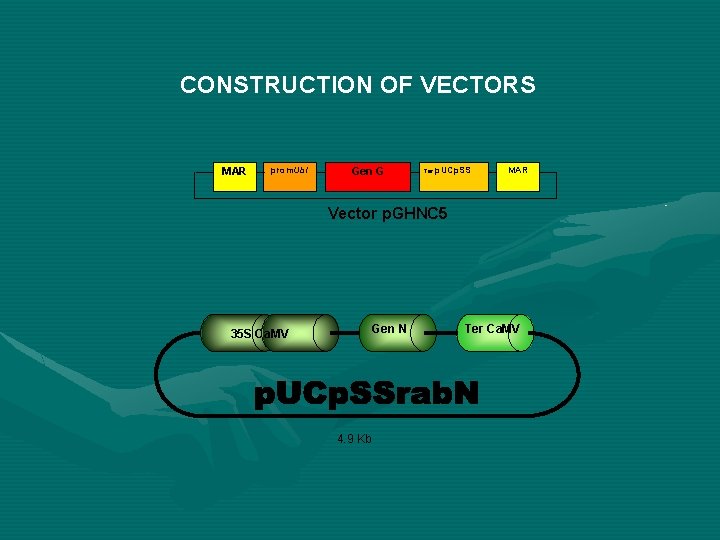 CONSTRUCTION OF VECTORS MAR prom. Ubi Gen G Ter p. UCp. SS MAR Vector