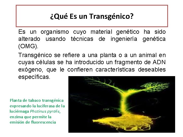 ¿Qué Es un Transgénico? Es un organismo cuyo material genético ha sido alterado usando