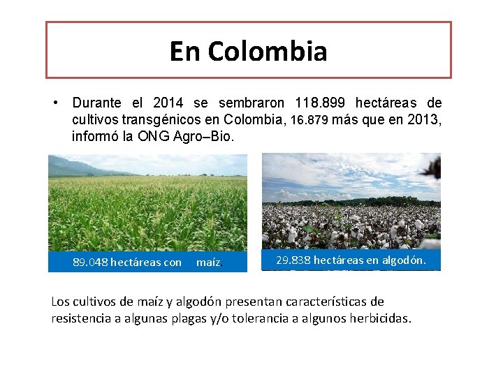 En Colombia • Durante el 2014 se sembraron 118. 899 hectáreas de cultivos transgénicos