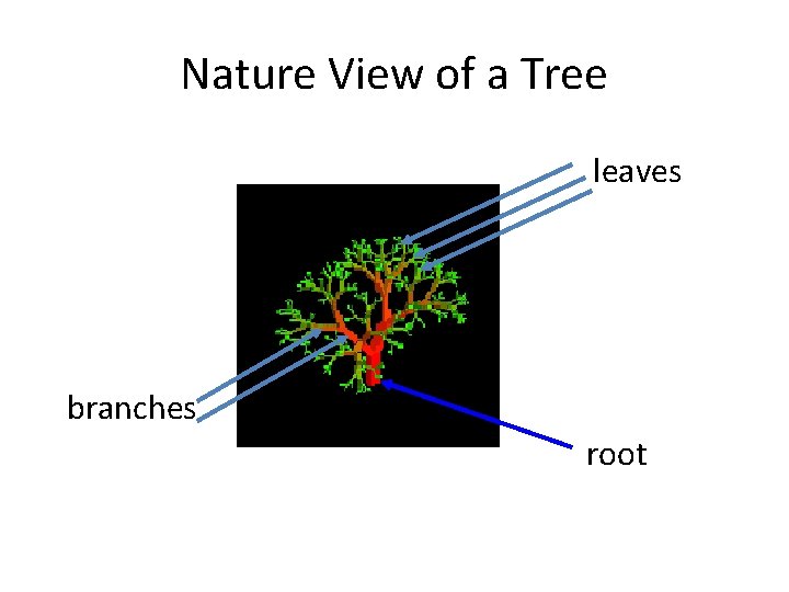 Nature View of a Tree leaves branches root 