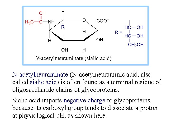 N-acetylneuraminate (N-acetylneuraminic acid, also called sialic acid) is often found as a terminal residue