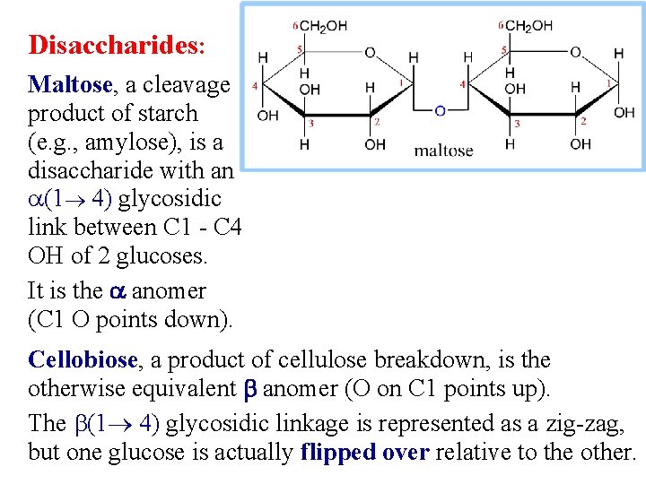 Disaccharides: Maltose, a cleavage product of starch (e. g. , amylose), is a disaccharide