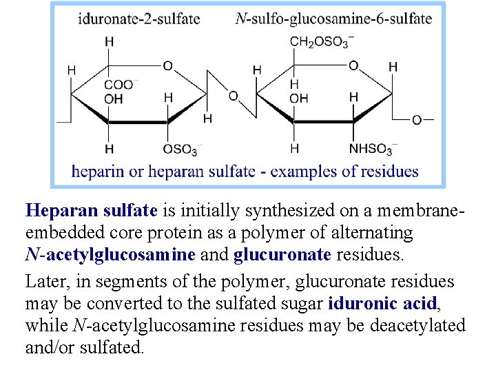 Heparan sulfate is initially synthesized on a membraneembedded core protein as a polymer of